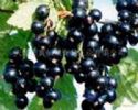 Black Currant Extract